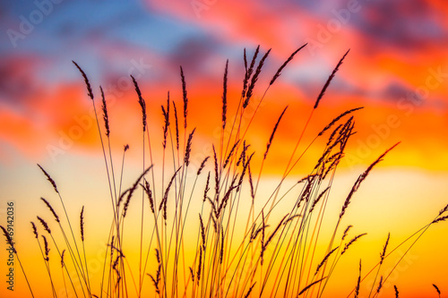 Field of grass during sunrise