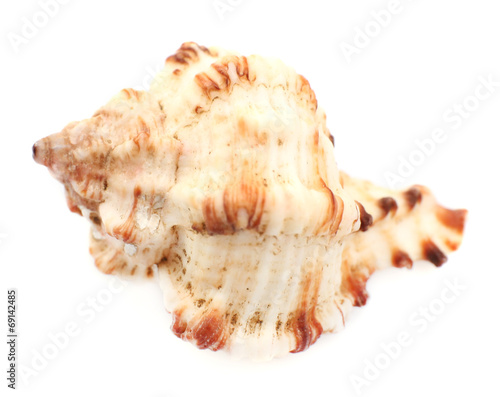 Seashell isolated on white