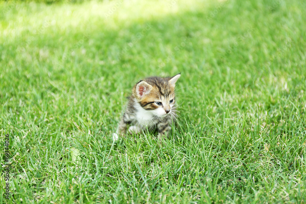 Cute little kitten on grass outdoors