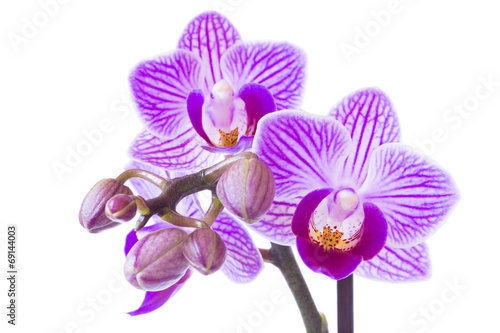 Fototapeta Naklejka Na Ścianę i Meble -  Purple Orchid flower