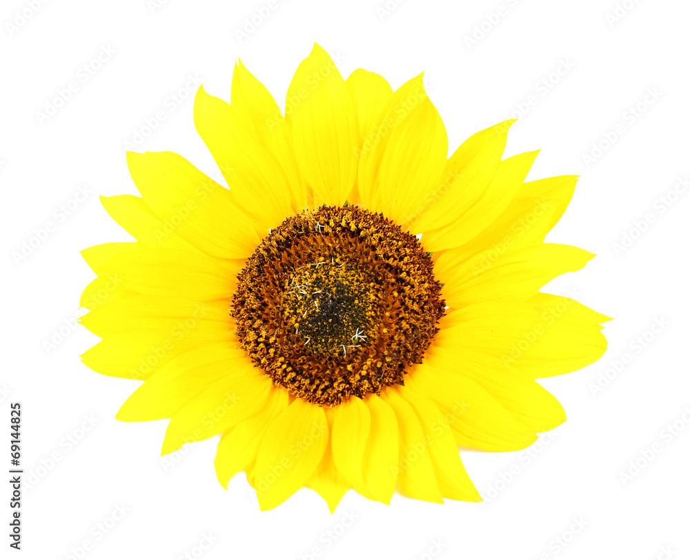 Fototapeta premium Sunflower isolated on white