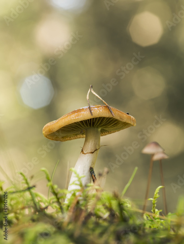 Cortinariaceae mushroom, reflections in the background photo