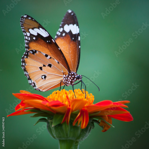Butterfly on a flower #69147463