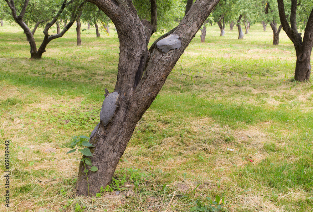 Obraz premium landscape in an apple orchard