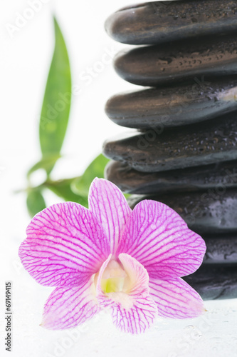 Fuchsia Dendrobium orchid with black stones close-up