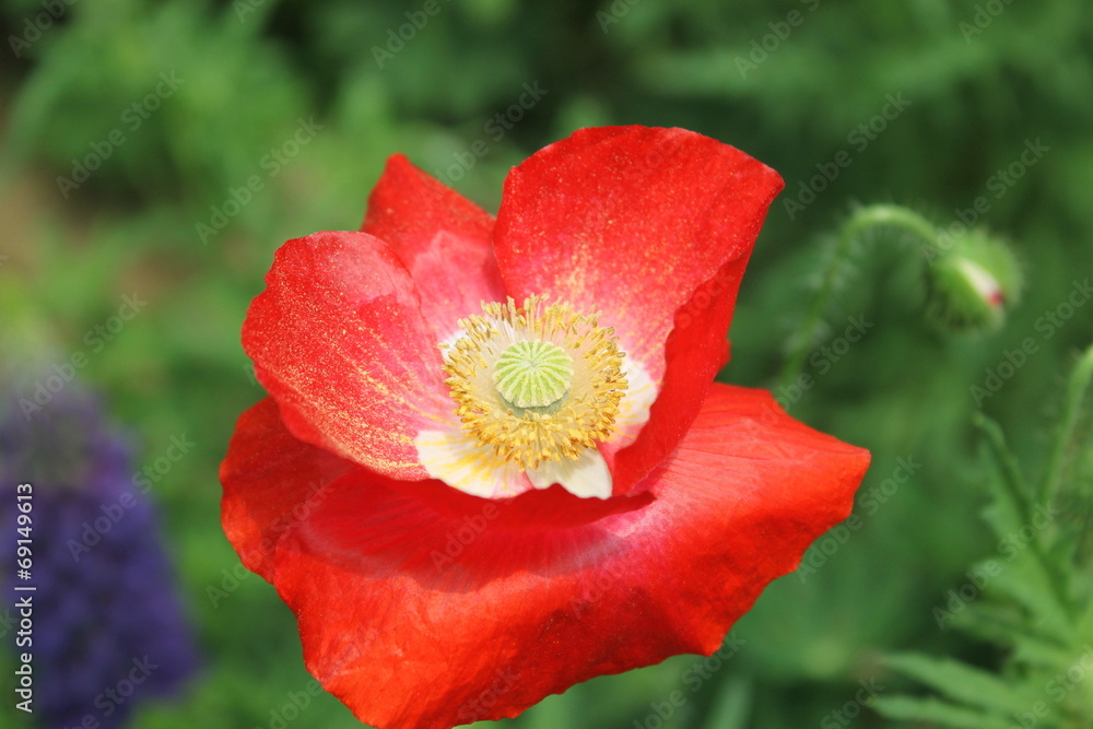 Fototapeta premium ケシの花