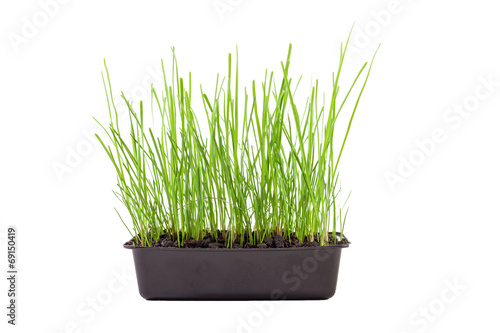 Green grass growing isolated