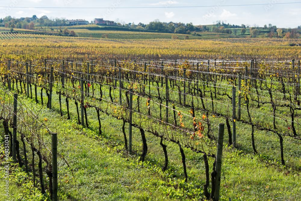 Fototapeta premium Grapes fields during winter fall autumn days