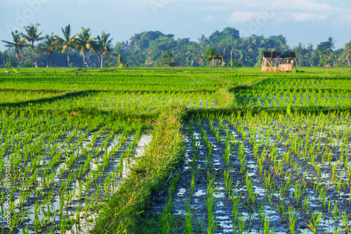 Rice terrace