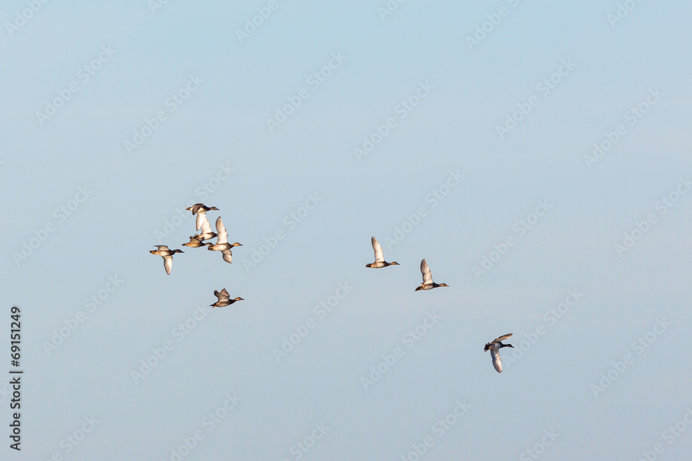 Flock with Gadwall fly