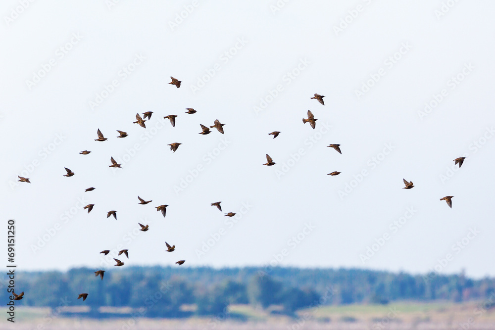 Flock of starlings flying Flock of starlings flying