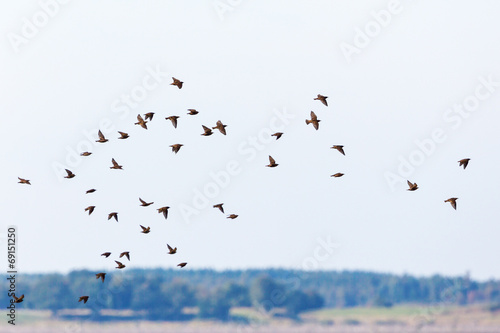 Flock of starlings flying