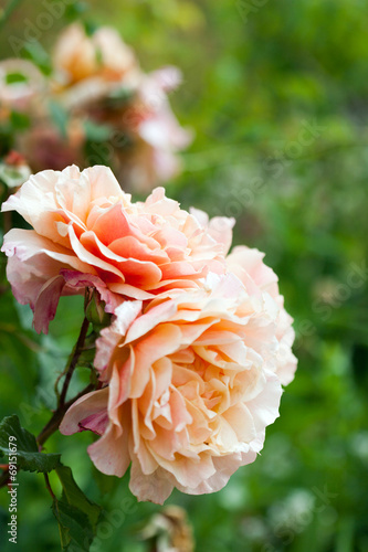 roses on bush