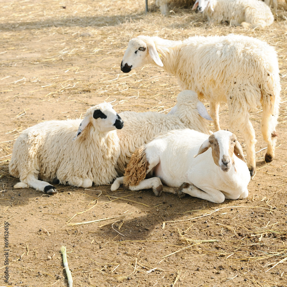 sheep in farm, country side sheep in farm, country side