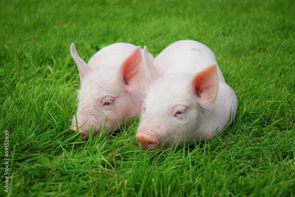 Zwei rosa Ferkel liegen im Gras Zwei rosa Ferkel liegen im Gras