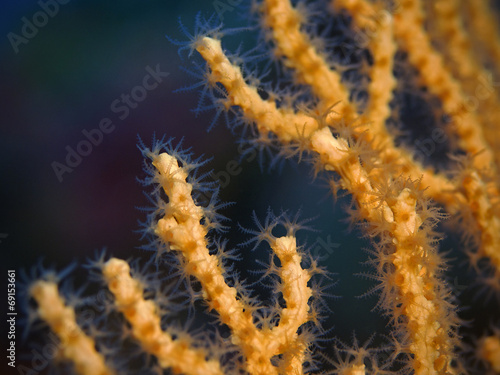 Yellow sea fan polys (Eunicella cavolinii)