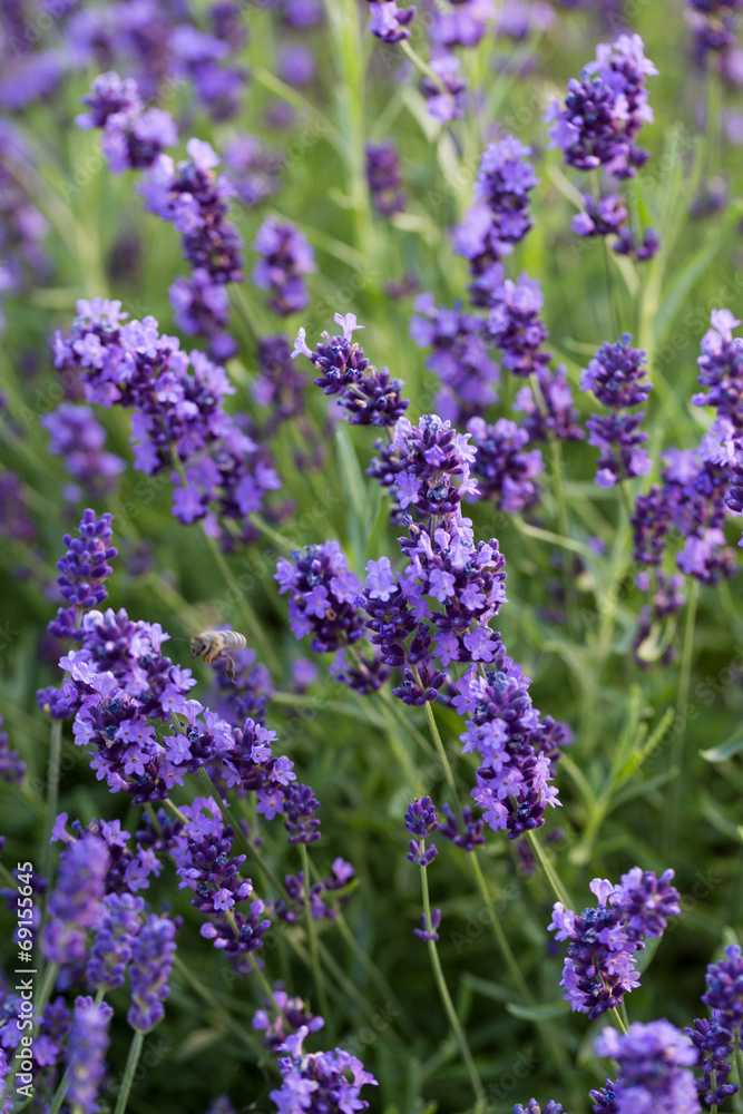 Naklejka premium Gardens with the flourishing lavender