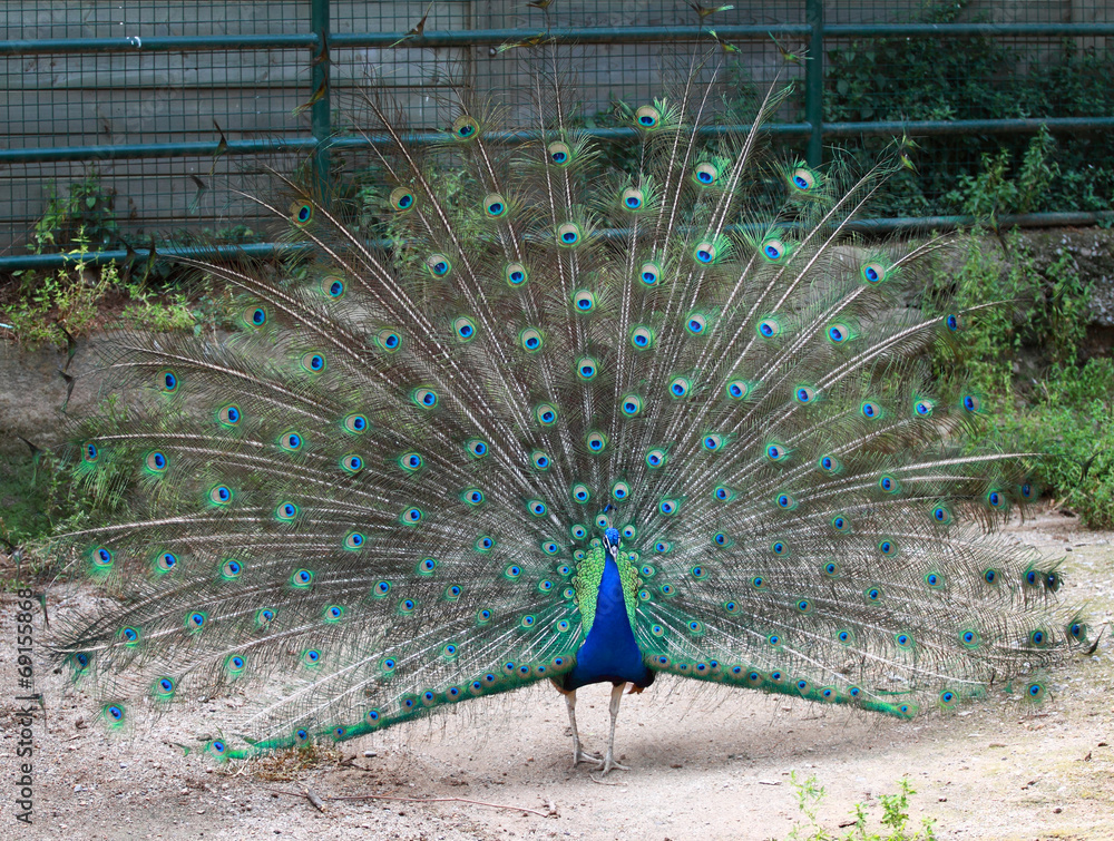 Fototapeta premium Peacock