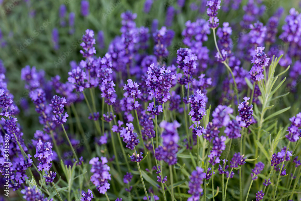 Gardens with the flourishing lavender