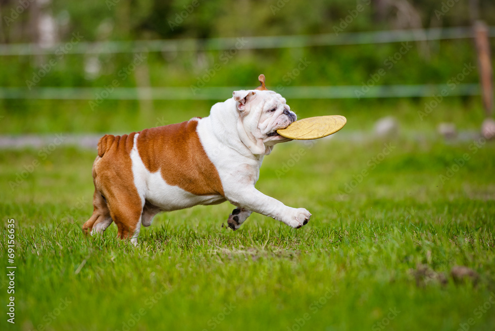 happy english bulldog with a frisbee disc happy english bulldog with a frisbee disc