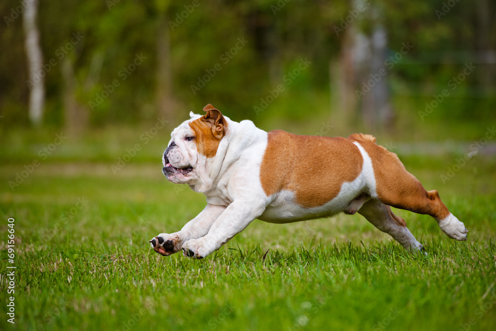 happy english bulldog running outdoors happy english bulldog running outdoors