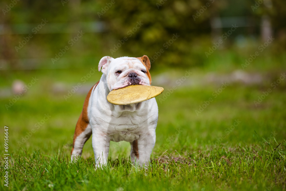 english bulldog with a frisbee disc