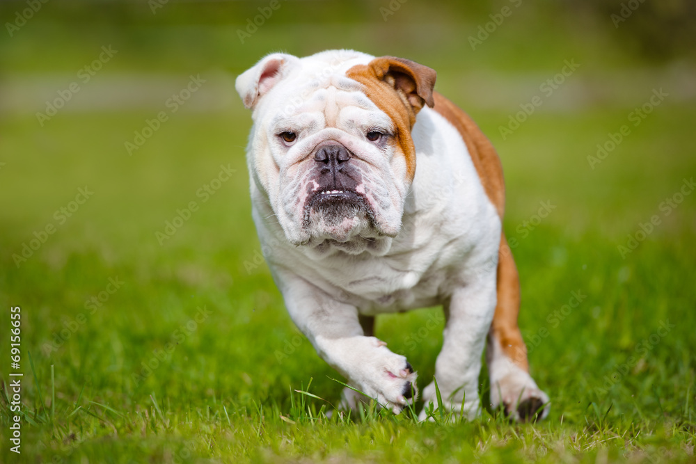 english bulldog running outdoors