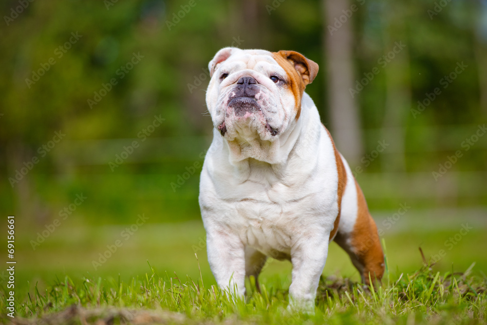 beautiful english bulldog posing