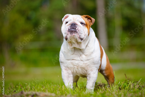 beautiful english bulldog posing