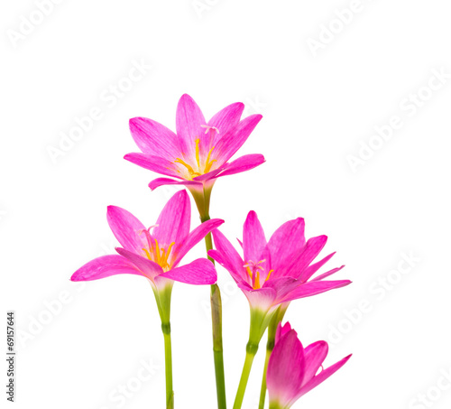 Beautiful pink flowers isolated on white background