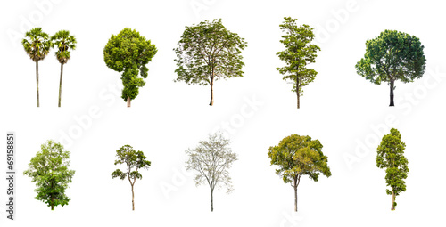 Collection of Tree isolated on a white background