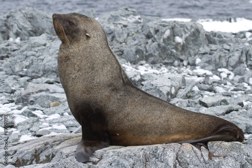 fur seal which lies on the stones of the rocky island