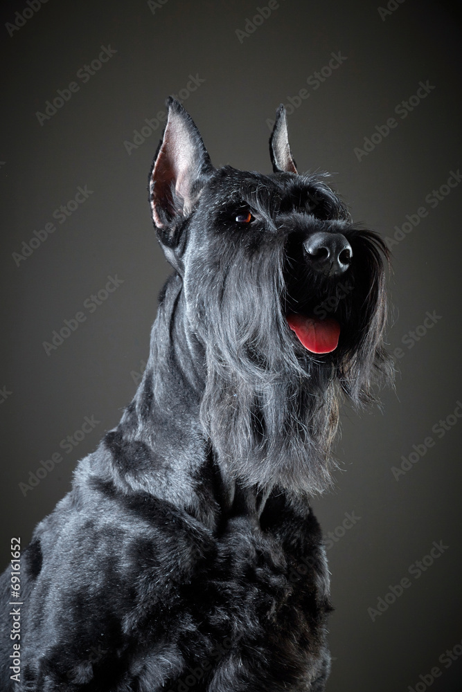 Black Giant Schnauzer dog