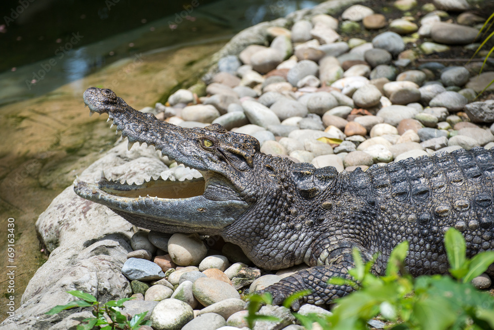 Fototapeta premium Crocodile with open mouth