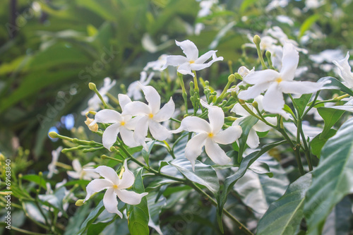 White Sampaguita Jasmine or Arabian Jasmine