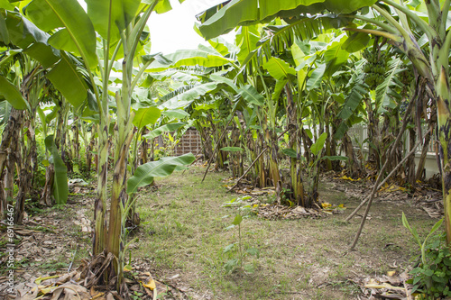 banana tree farm