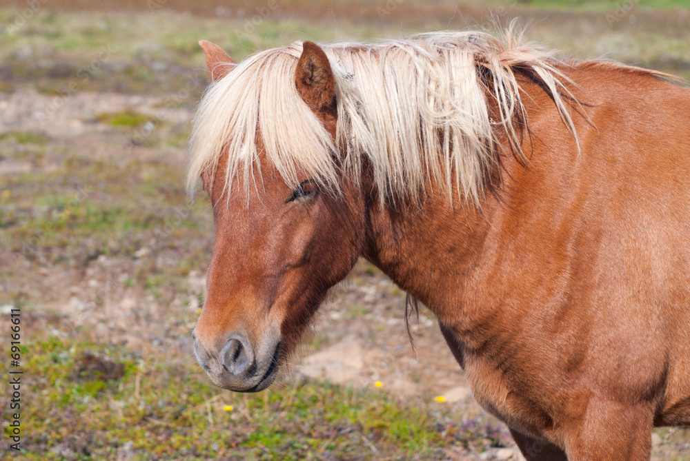 Obraz premium Icelandic horse