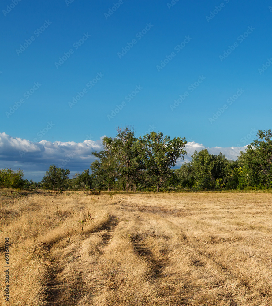 Obraz premium Лес