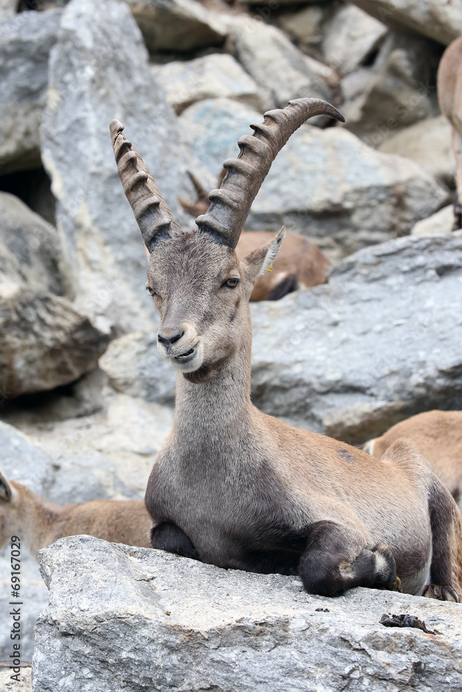 Alpine Ibex or Steinbock