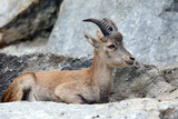 Sitting Alpine Ibex or Steinbock