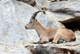 Alpine Ibex or Steinbock