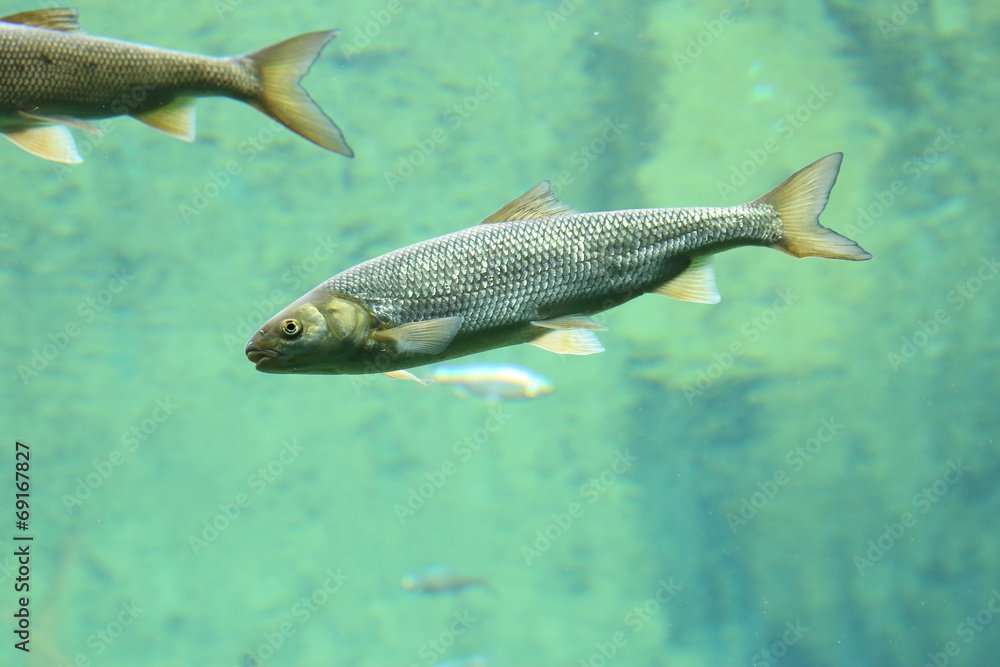 Fish swimming in river Fish swimming in river