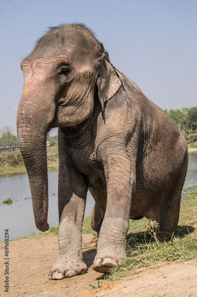 Fototapeta premium elephant