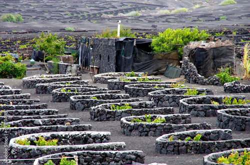 la geria lanzarote vignes