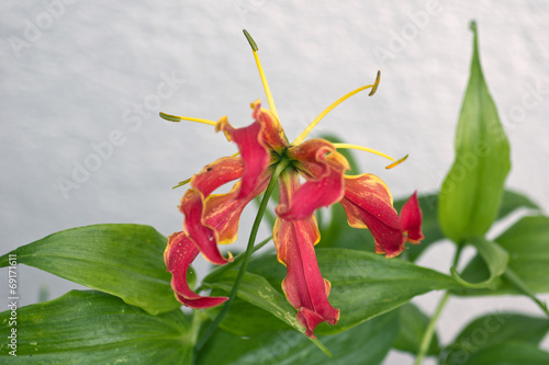 Fototapeta Naklejka Na Ścianę i Meble -  Ruhmeskrone, Gloriosa superba