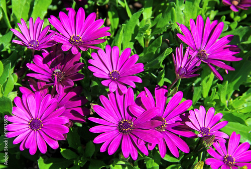 Violet osteospermum daisy flowers