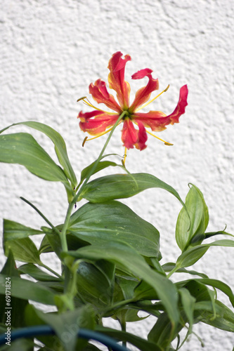 Fototapeta Naklejka Na Ścianę i Meble -  Ruhmeskrone, Gloriosa superba