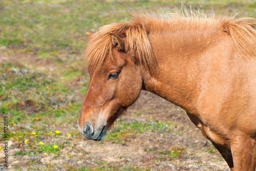 Icelandic Horse