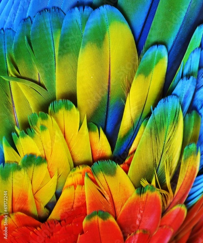 Macaw Feathers (Multi-Colored)