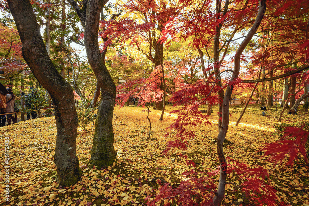 Fall Foliage in Kyoto, Japan